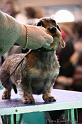 Crufts2011_2 1504